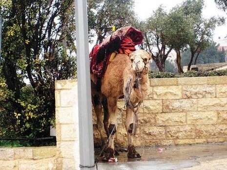 צילום: מוריס פיקו צילום: מוריס פיקו