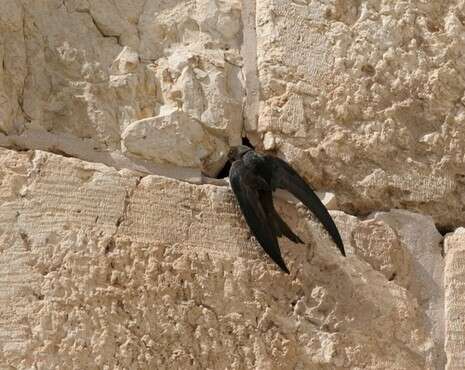 צילום: אסף מירוז צילום: אסף מירוז