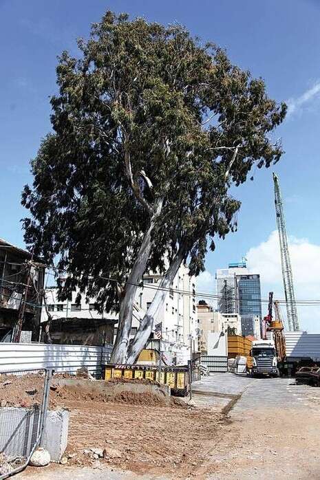 צילום: נאור רהב צילום: נאור רהב
