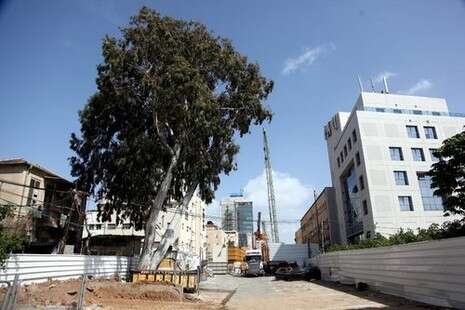 צילום: נאור רהב צילום: נאור רהב