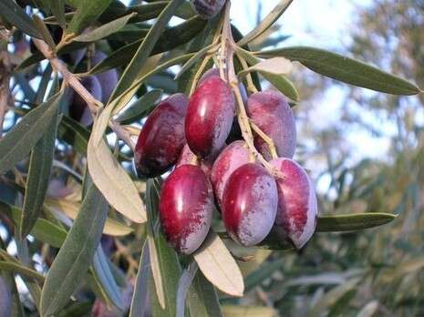 דורון עקיבא דורון עקיבא