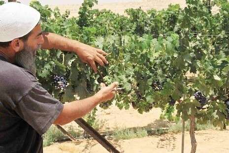 טל גליק, רשות הטבע והגנים טל גליק, רשות הטבע והגנים