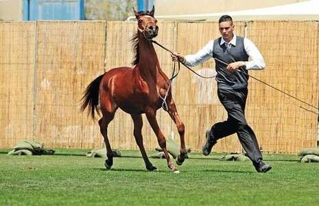 צילום: רענן כהן צילום: רענן כהן