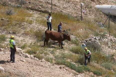 צילום: יהודה לחיאני צילום: יהודה לחיאני