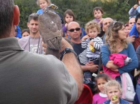 שרון טל שרון טל