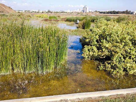 צילום: עמוס ברנדיס צילום: עמוס ברנדיס
