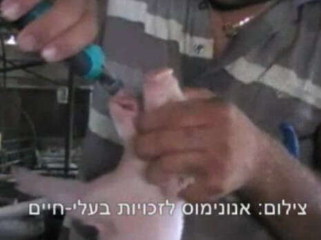 צילום באדיבות אנונימוס צילום באדיבות אנונימוס
