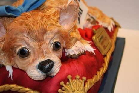 באדיבות Cake Doggy Dog באדיבות Cake Doggy Dog