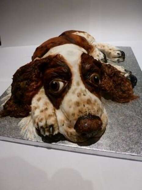באדיבות Cake Doggy Dog באדיבות Cake Doggy Dog