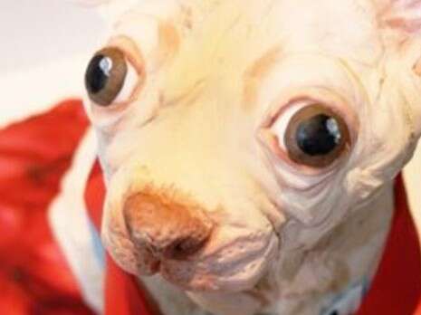 באדיבות Cake Doggy Dog באדיבות Cake Doggy Dog