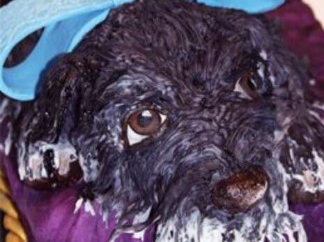 באדיבות Cake Doggy Dog באדיבות Cake Doggy Dog