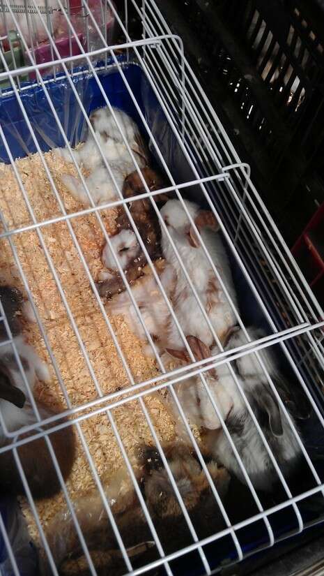 צילום: יקיר, חוכיימה, משרד החקלאות צילום: יקיר, חוכיימה, משרד החקלאות