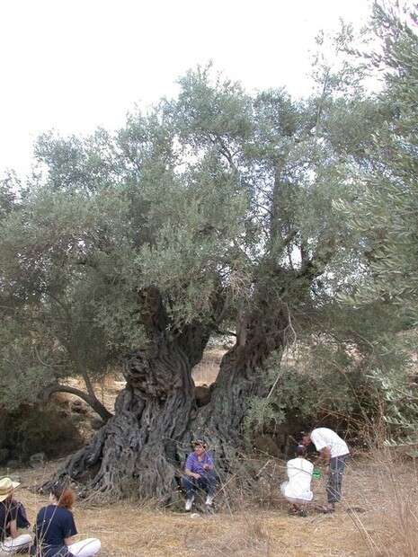 צילום: ישראל גלון, פקיד היערות במשרד החקלאות ופיתוח הכפר צילום: ישראל גלון, פקיד היערות במשרד החקלאות ופיתוח הכפר