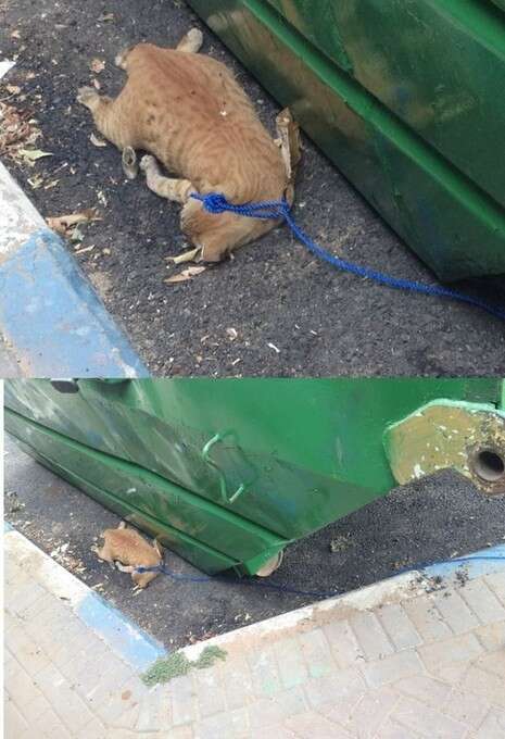 צילום: תנו לחיות לחיות צילום: תנו לחיות לחיות
