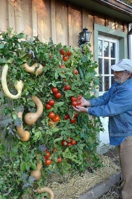 צילום: http://www.dirtworks.net/Cedar-Garden-Trellis.html צילום: http://www.dirtworks.net/Cedar-Garden-Trellis.html