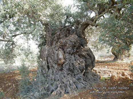 צילום: סטודיו אליאכט דיר חנא צילום: סטודיו אליאכט דיר חנא