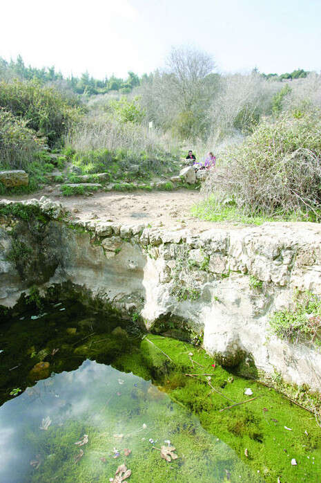 מרים צחי