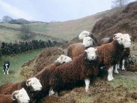 טוויטר Herdwick Shepherd טוויטר Herdwick Shepherd
