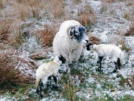 טוויטר Herdwick Shepherd טוויטר Herdwick Shepherd