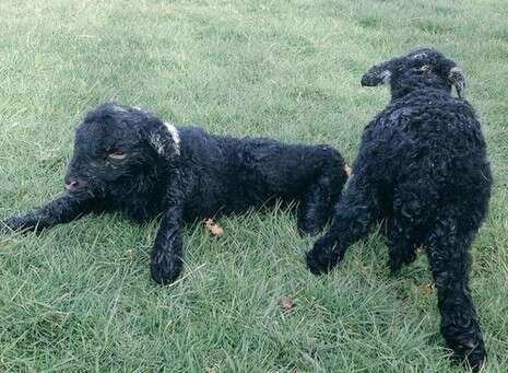 טוויטר Herdwick Shepherd טוויטר Herdwick Shepherd