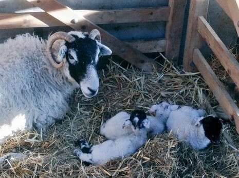 טוויטר Herdwick Shepherd טוויטר Herdwick Shepherd