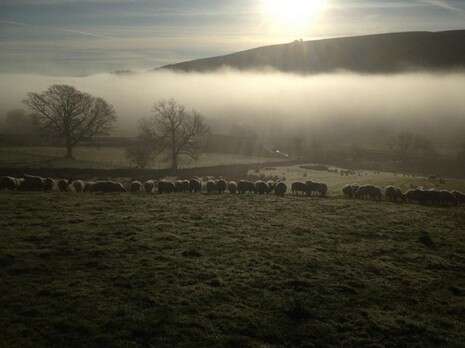 טוויטר Herdwick Shepherd טוויטר Herdwick Shepherd