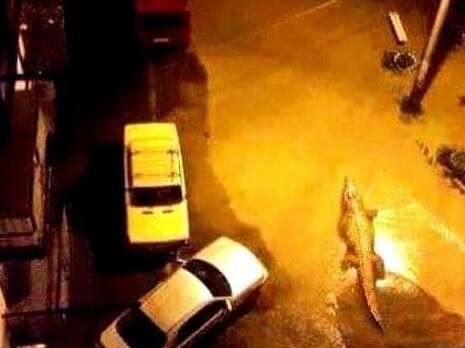 צילום: מתוך טוויטר צילום: מתוך טוויטר