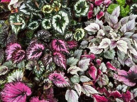 ����� �������