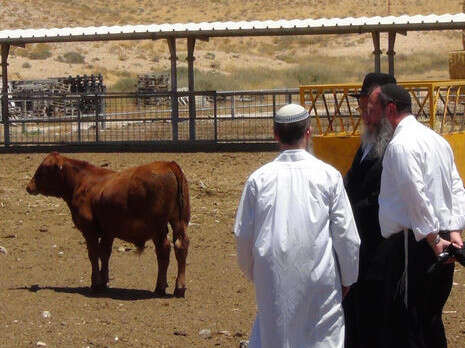 צילום: מכון המקדש צילום: מכון המקדש