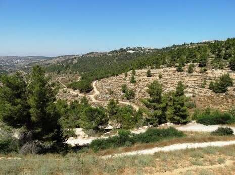 צילום: דב גרינבלט ''החברה להגנת הטבע'' צילום: דב גרינבלט ''החברה להגנת הטבע''