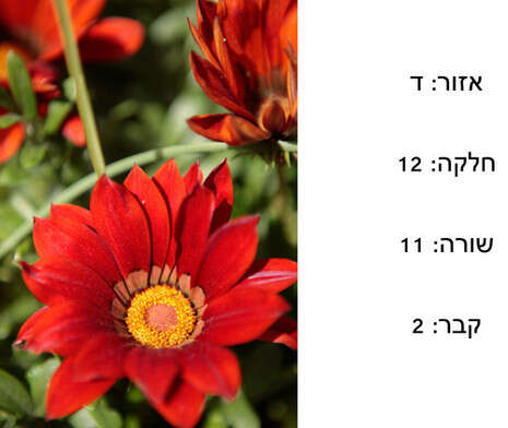 עדו ברקוביאר עדו ברקוביאר