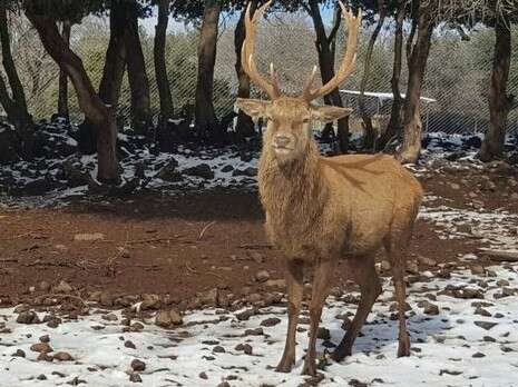 צילום: אנצ'ו גוש ג'יני צילום: אנצ'ו גוש ג'יני