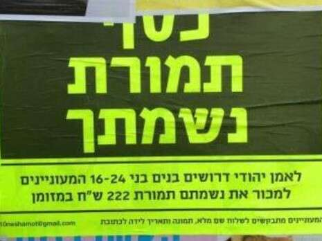 יואש פלדש יואש פלדש
