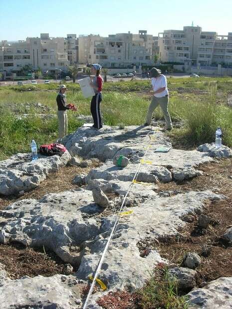 צילום: האוניברסיטה העברית צילום: האוניברסיטה העברית