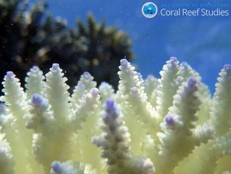Coral CoE Coral CoE