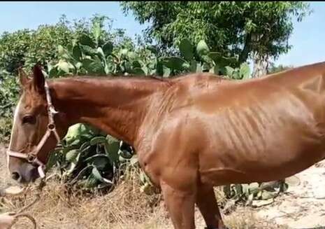 צילום: משרד החקלאות צילום: משרד החקלאות