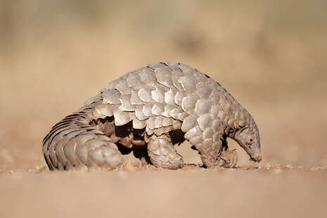 צילום: SHUTTERSTOCK צילום: SHUTTERSTOCK