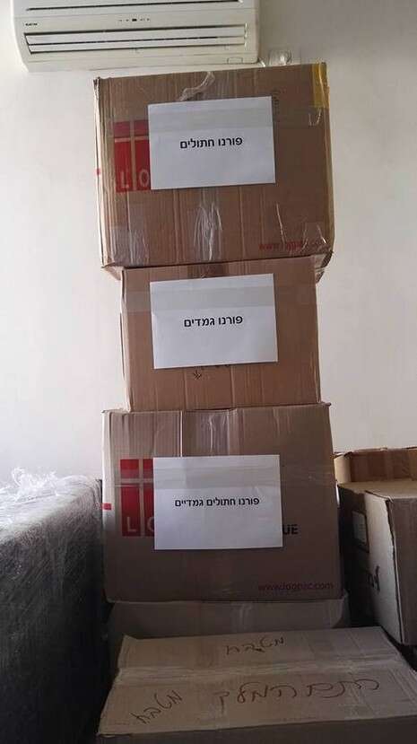 צילום: אבי הרשקוביץ צילום: אבי הרשקוביץ