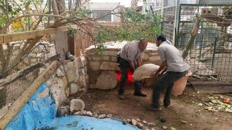 צילום: אריה רוזנברג, רשות הטבע והגנים צילום: אריה רוזנברג, רשות הטבע והגנים