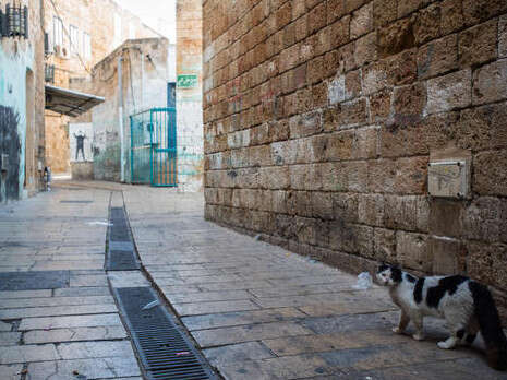 צילום: דורון גולן/ ג'יני צילום: דורון גולן/ ג'יני