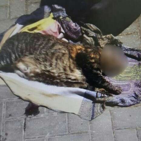 צילום: דוברות המשטרה צילום: דוברות המשטרה