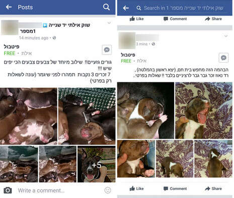צילום: צילום מסך צילום: צילום מסך
