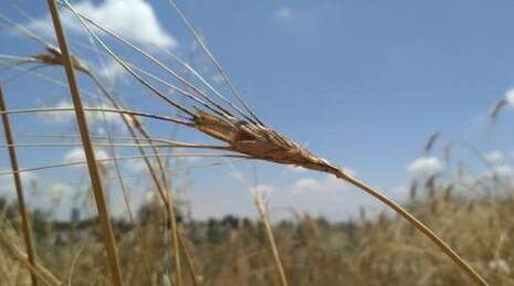 צילום: רז אבני ? אוניברסיטת תל אביב צילום: רז אבני ? אוניברסיטת תל אביב