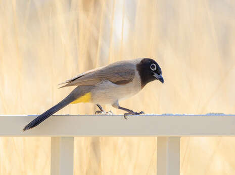 צילום: SHUTTERSTOCK צילום: SHUTTERSTOCK