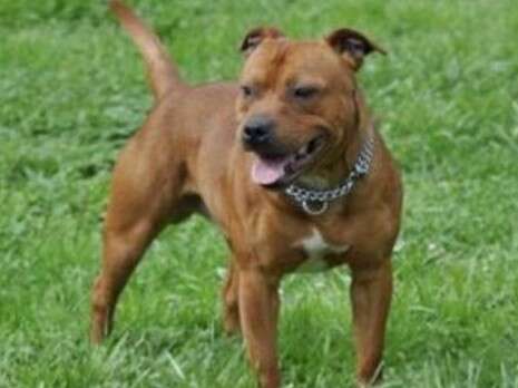 צילום: mrs staffies צילום: mrs staffies