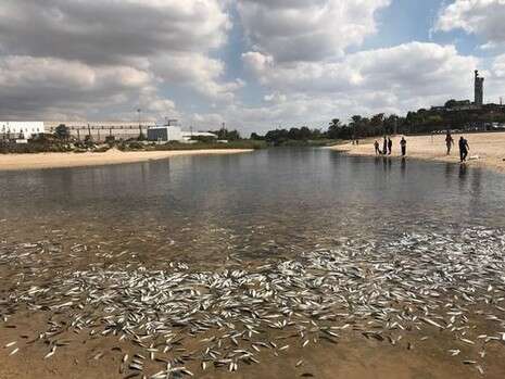 צילום: עיריית אשדוד צילום: עיריית אשדוד