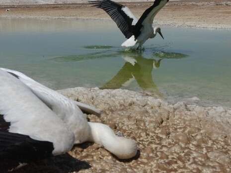 ��� �������