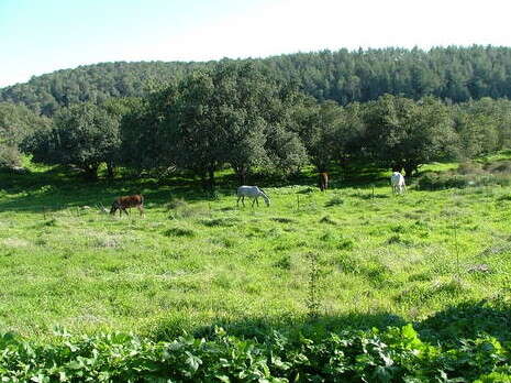 �����: ���� ����