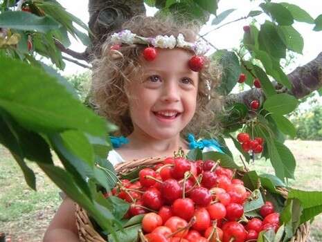 יחסי ציבור פירות בראשית יחסי ציבור פירות בראשית