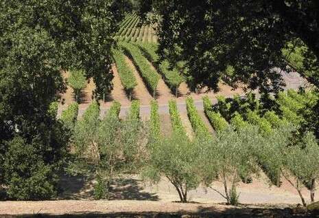 צילום: רויטרס צילום: רויטרס